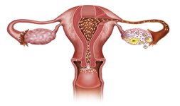 体外授精之前需要先优化处理卵子和精子吗？